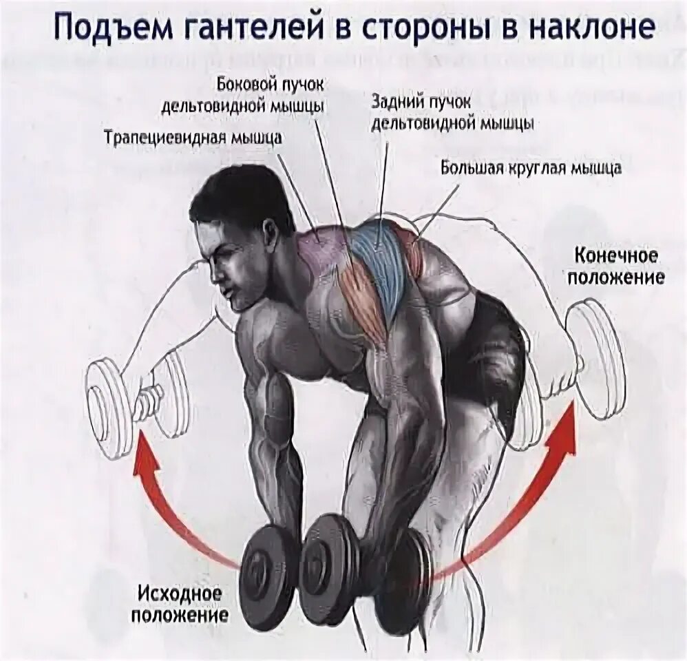 Передние пучки дельтовидных. Задний пучок дельтовидной. Задний пучок дельтовидной мышцы. Задний пучок дельтовидной мышцы упражнения. Подъем гантелей в стороны в наклоне.