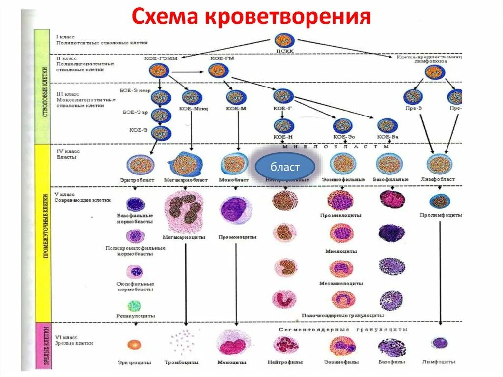 Гемопоэз человека. Схема развития форменных элементов крови. Система кроветворения схема. Схема кроветворения. Клеточный состав в норме.. Схема кроветворения гистология.