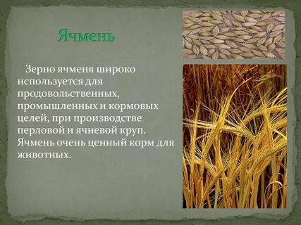 Какие существуют основные зерновые культуры