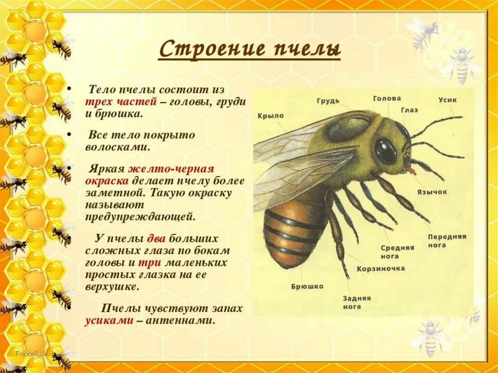 Домашняя пчела строение. Информация о пчелах. насекомые с описанием. доклад о пчелах. детям о пчелах для дошкольников.