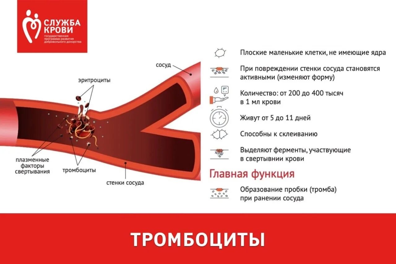 При повреждении сосудов тромбоциты. При свертывании крови тромбоциты реагируют на. Тромбоциты для донорства крови норма. Низкий Alp в крови.