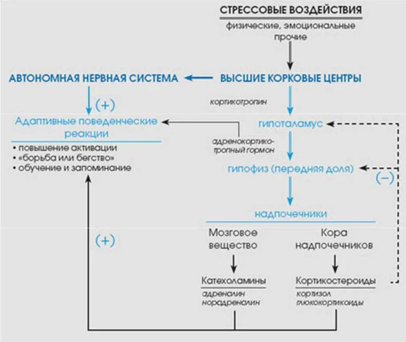 Схема развития стрессовой реакции. Схема адаптационной стресс-реакции. Схема реакции организма на стрессовое воздействие. Схема реализации стрессовой реакции. Какие есть реакции организма