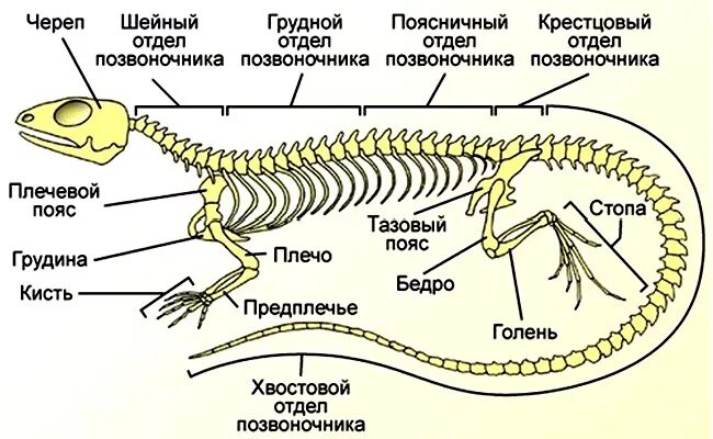 Чем различается скелет земноводных и пресмыкающихся. Строение скелета крокодила схема. строение скелета прыткой ящерицы. строение скелета агамы. строение позвоночника ящерицы.