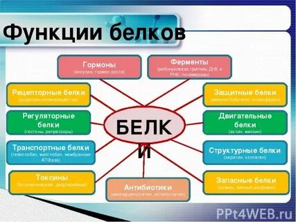 Какие белки относятся к ферментативной функции