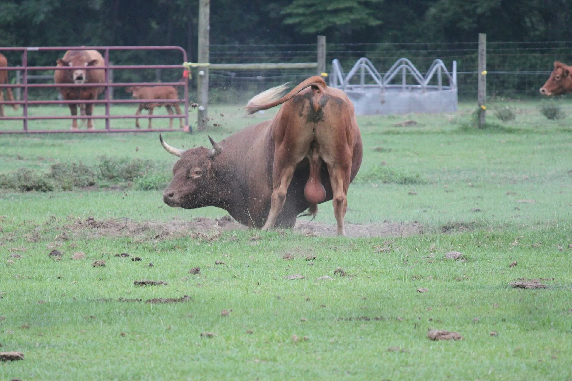 Bull cock. Огромный бык.