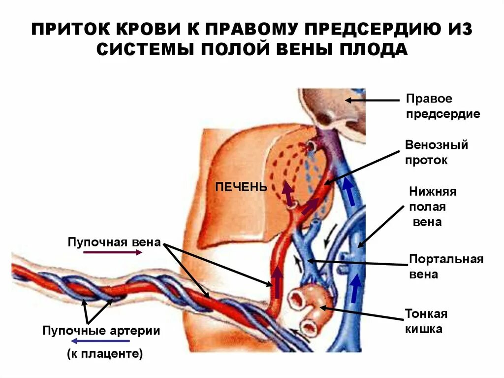 Две нижних полых вены. Кровообращение плода пупочная Вена. Нижняя полая Вена кровообращения. Пупочная Вена строение. Венозный проток пупочная Вена.