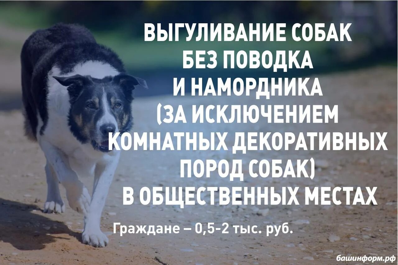 Выгул собак в общественных местах. Выгул собак. Выгул собак без поводка запрещен. Выгул собак объявление. Собака без намордника штраф.