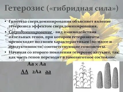 Явление гибридной силы