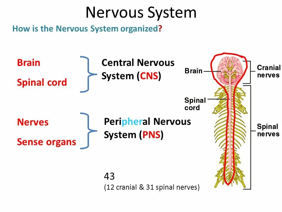 Nervous system brain