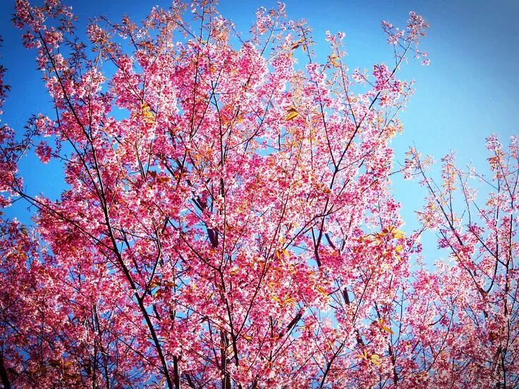 Blossoms blooming. Цветущие деревья. Сакура ошидори. Цветущие деревья. Blossoms blooming.