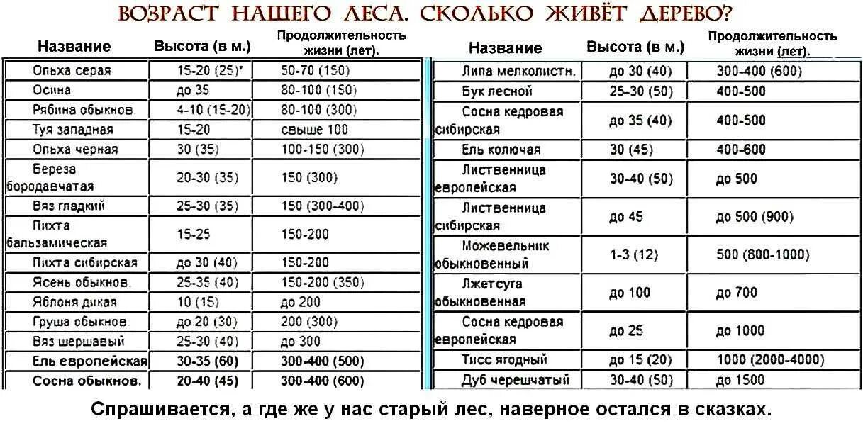 Береза лет жизни. Длительность жизни деревьев в таблице. Продолжительность жизни деревьев таблица. Продолжительность жизни дуба таблица 1 класс. Клен Продолжительность жизни деревьев таблица 1 класс.