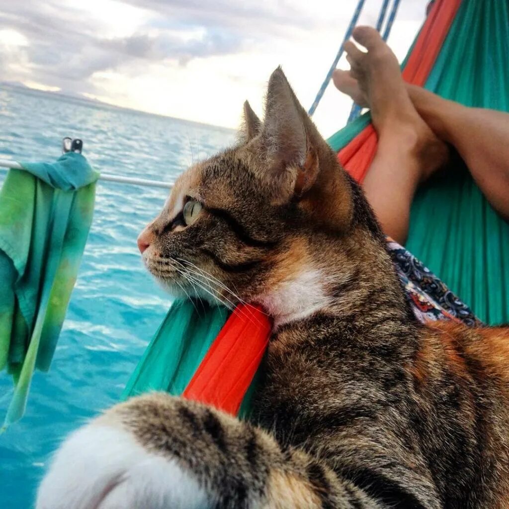 Кот на море. Кошка отдыхает. Котенок на море. Кот на отдыхе. Кругосветное путешествие кота