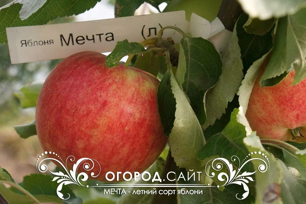 Яблоня мечта описание сорта. Яблоня сорт мечта. яблоня мечта садовода. внииспк яблоня мечта. яблоня мечта (летний сорт).