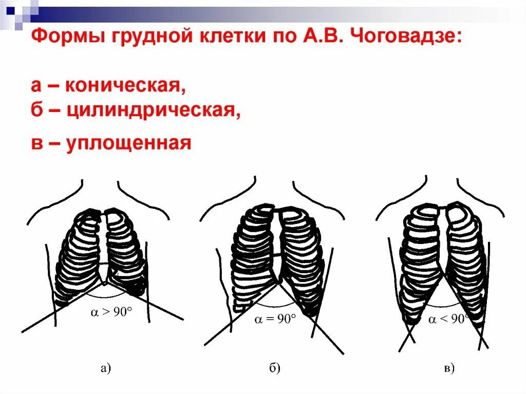 Грудная клетка у ребенка норма. Уплощенная форма грудной клетки. Формы грудной клетки коническая цилиндрическая уплощённая. Форма грудной клетки у гиперстеников. Коническая цилиндрическая и плоская грудная клетка.