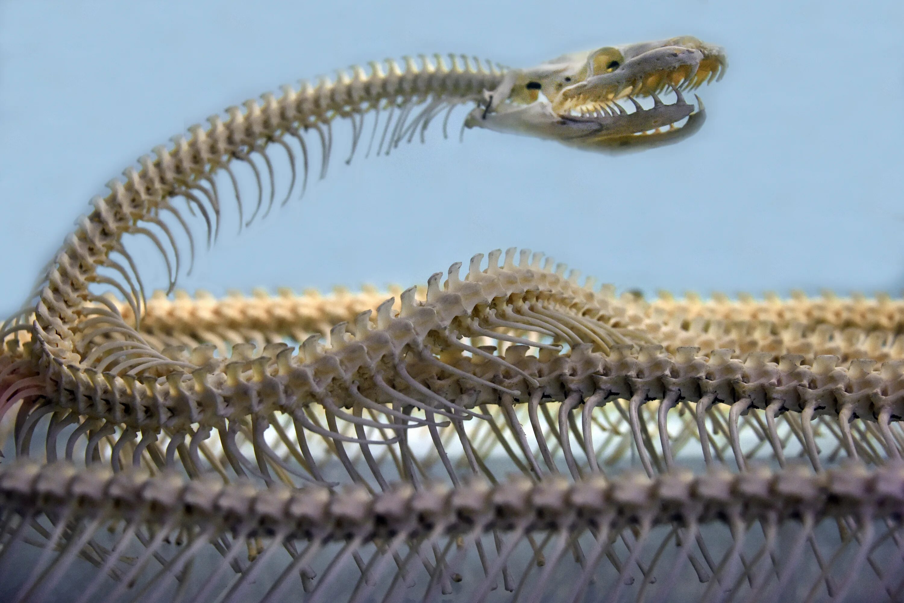 Какая симметрия у змеи. Пресмыкающиеся скелет змеи. Скелет гадюки обыкновенной. Питон змея скелет. Позвоночник змеи.