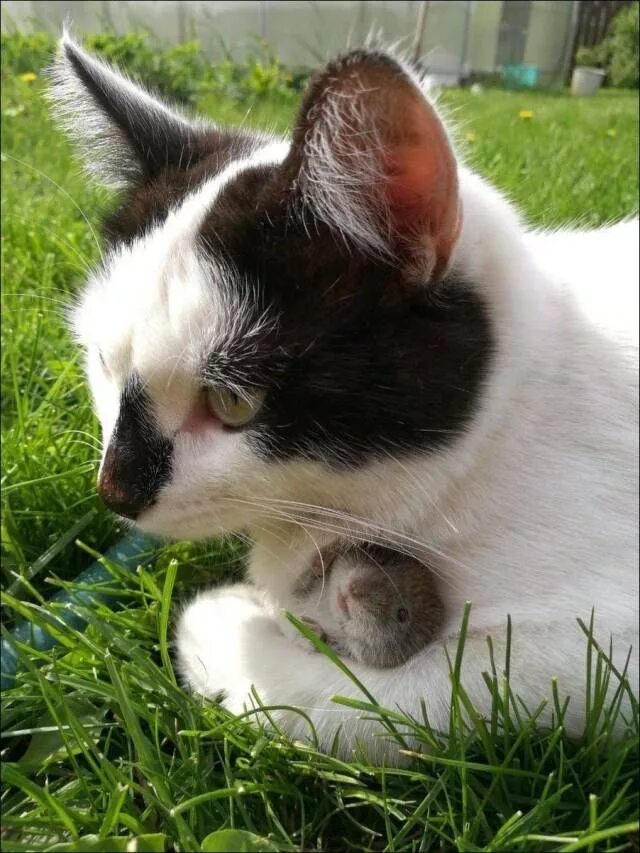 Милые котята и хомячки. Кот в вазочке. Кошки. Хомячок и котенок. Милые котята и хомячки.