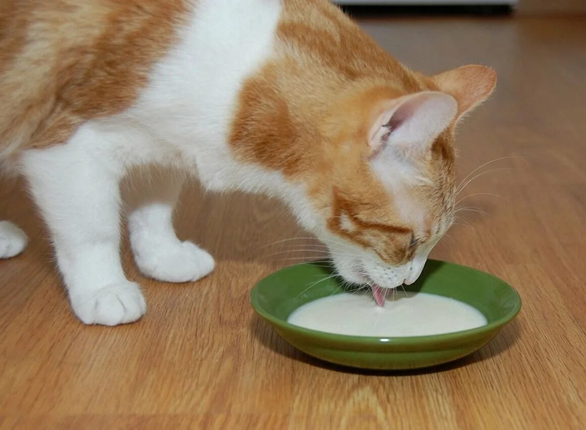 Кошка лакает молоко. Рыжий котёнок лакает молоко. Кошка пьет молоко. Котенок пьет молоко