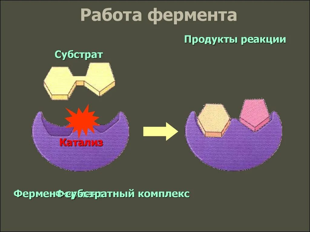 Три функции ферментов. Субстрат фермент субстратный комплекс продукты. Схема работы фермента. Схема действия ферментов. Функционирование ферментов.