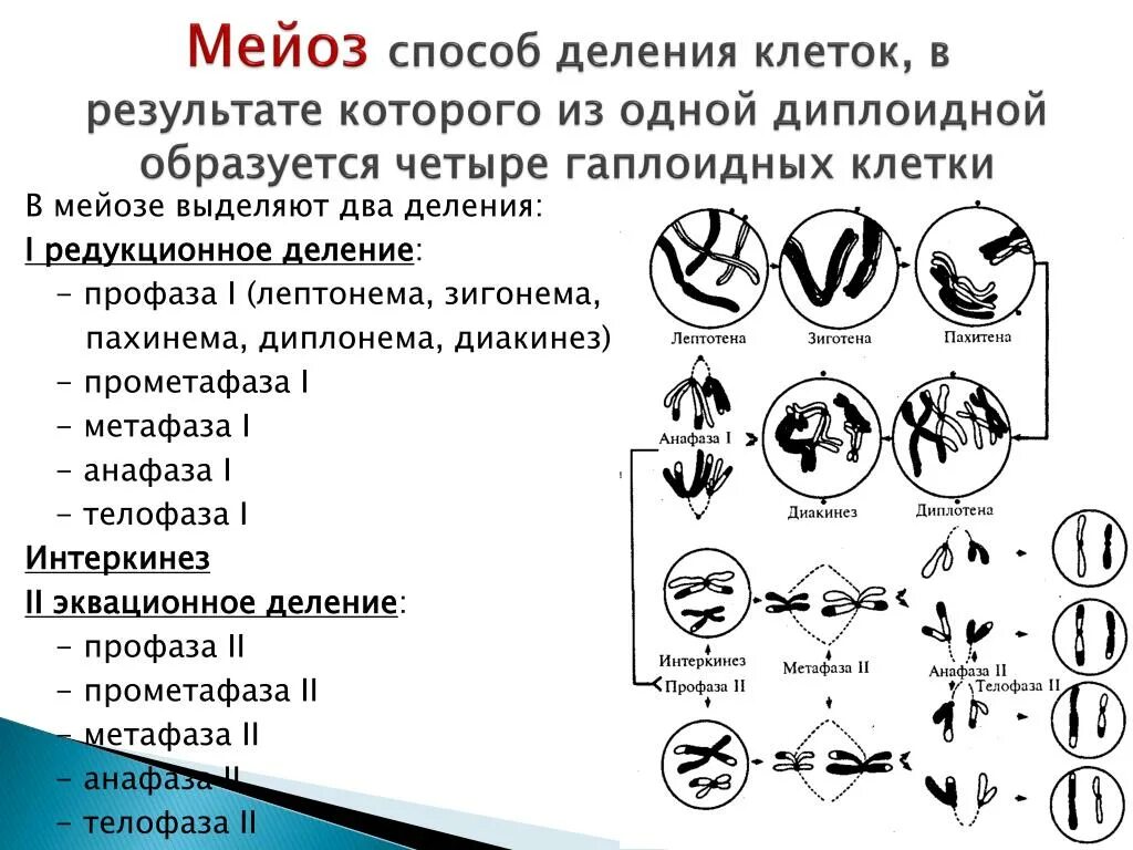 Пахинема диплонема диакинез. Деление диплоидной клетки мейозом. Функции фаз мейоза. Фаза мейоза, в результате которой образуются 4 гаплоидных клетки.