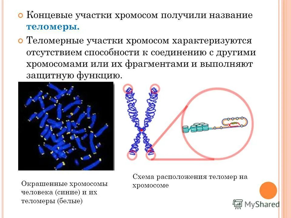 Хромосом происходит в процессе. Хромосома строение теломер. теломеры строение биохимия. концевые участки хромосом. теломеры – это участки хромосом.