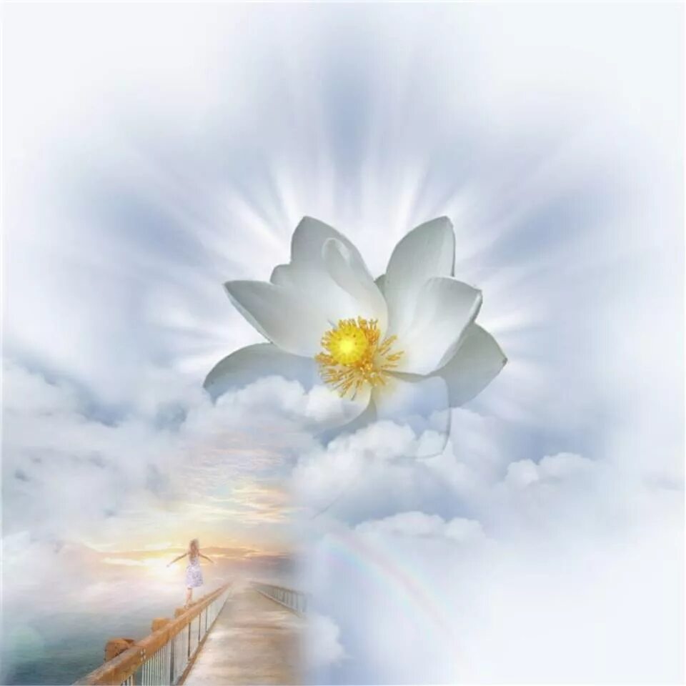 Божественный цветок. Небесные цветы. Божественный свет. Лотос на фоне неба.