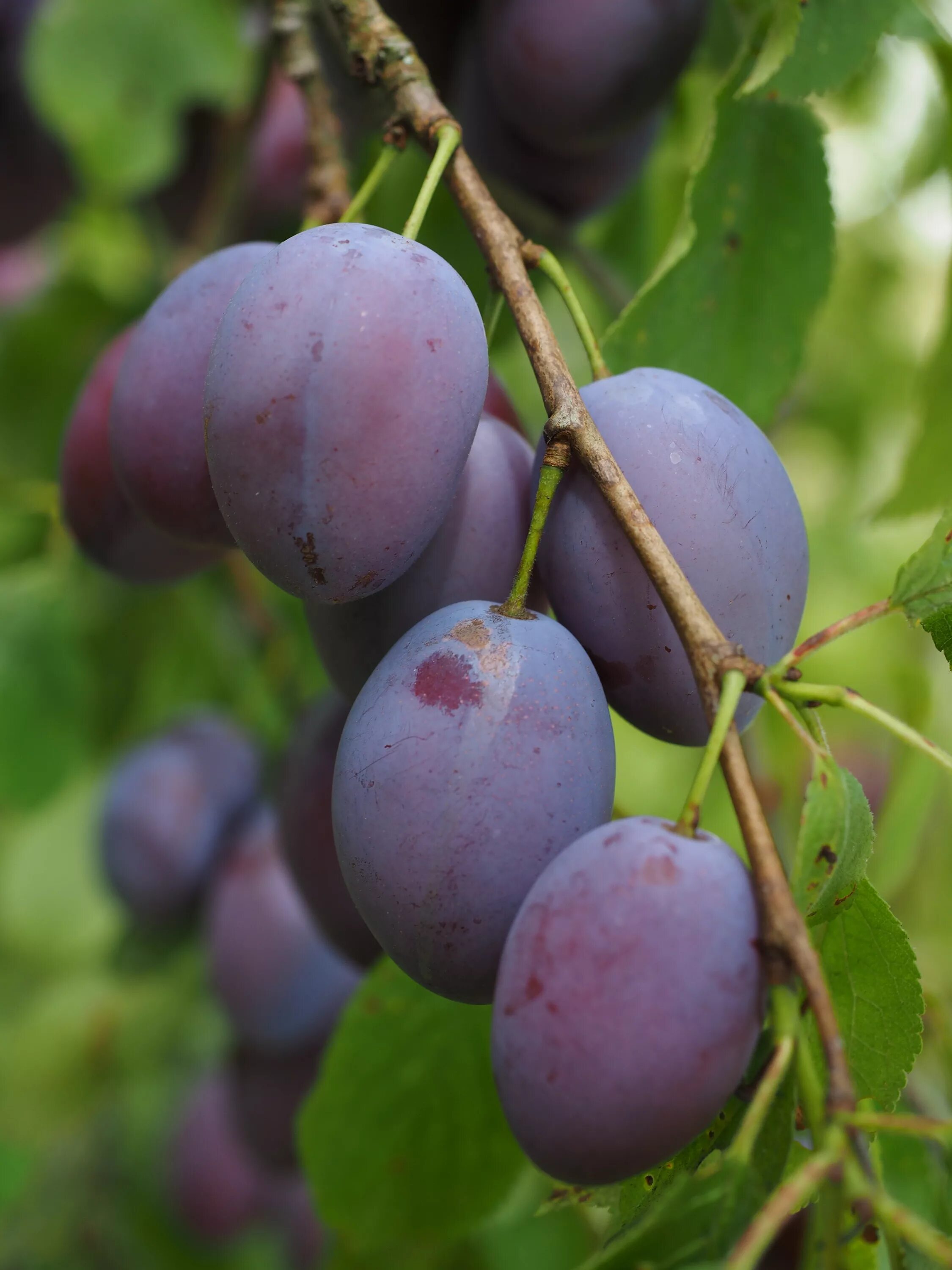 Слива синяя птица. Слива Prunus domestica. Дюк слива. Слива Вика. Слива венгерка.