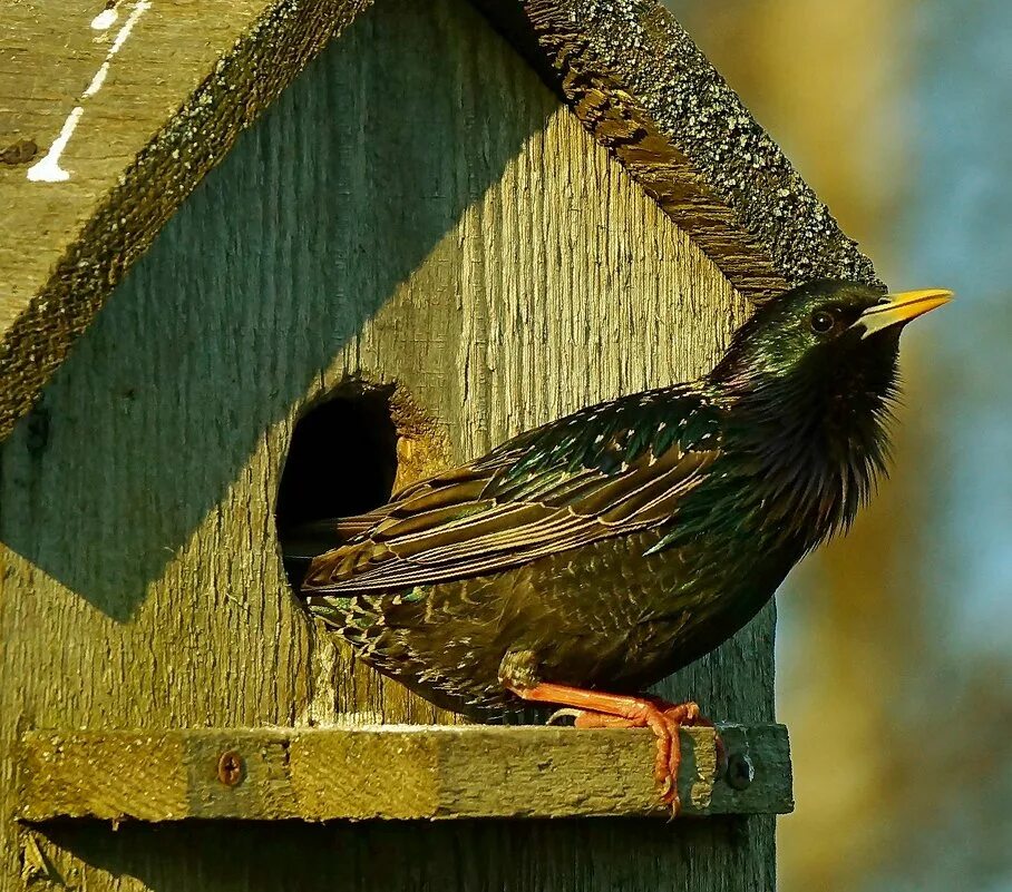 скворец в окно. скворец. скворцы прилетели. скворец в окно. скворец фото.