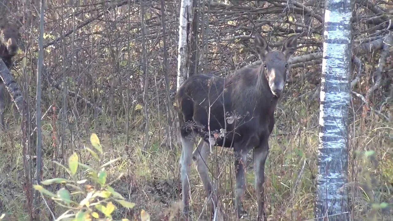 Тропа лосей. Лоси на Приозерской трассе. Скульптура лосей на Новоприозерском шоссе. Лось в новой Москве.