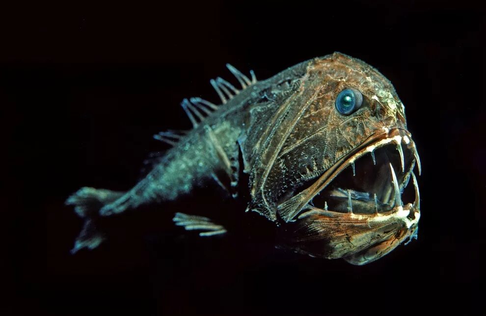 Длиннорогий Саблезуб. Длиннорогий Саблезуб рыба. Саблезуб (Anoplogaster cornuta). Тихоокеанский хаулиод.
