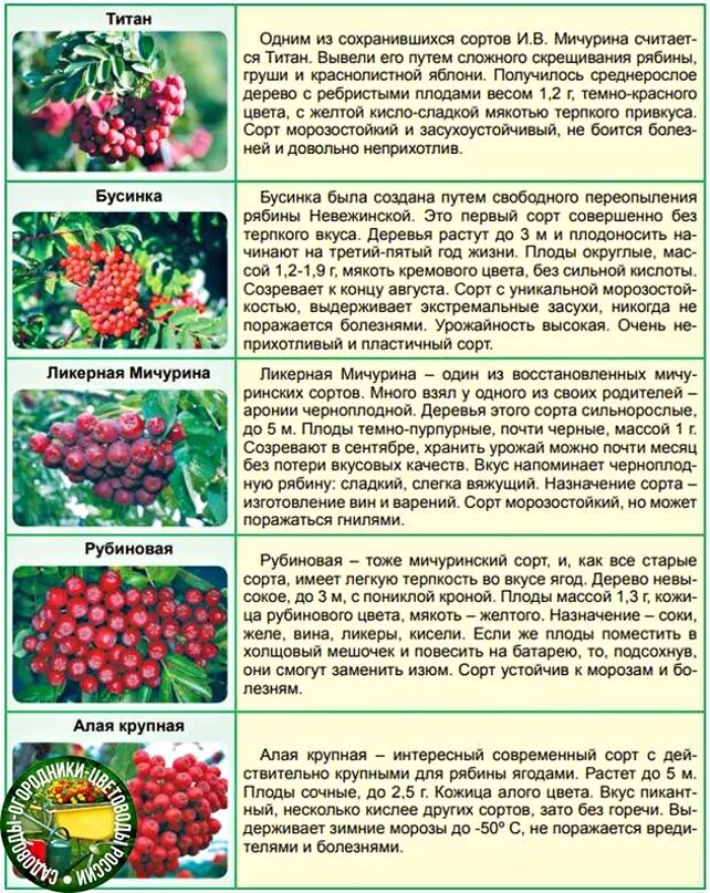 Описание сортов рябины. Рябина крупноплодная (сорт &#039;рубиновая&#039;). рябина гранатная описание сорта. рябина обыкновенная бурка. рябина обыкновенная рубиновая.