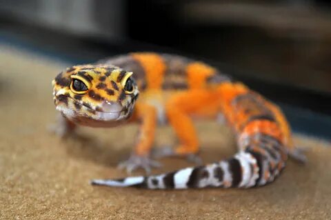 Gecko version