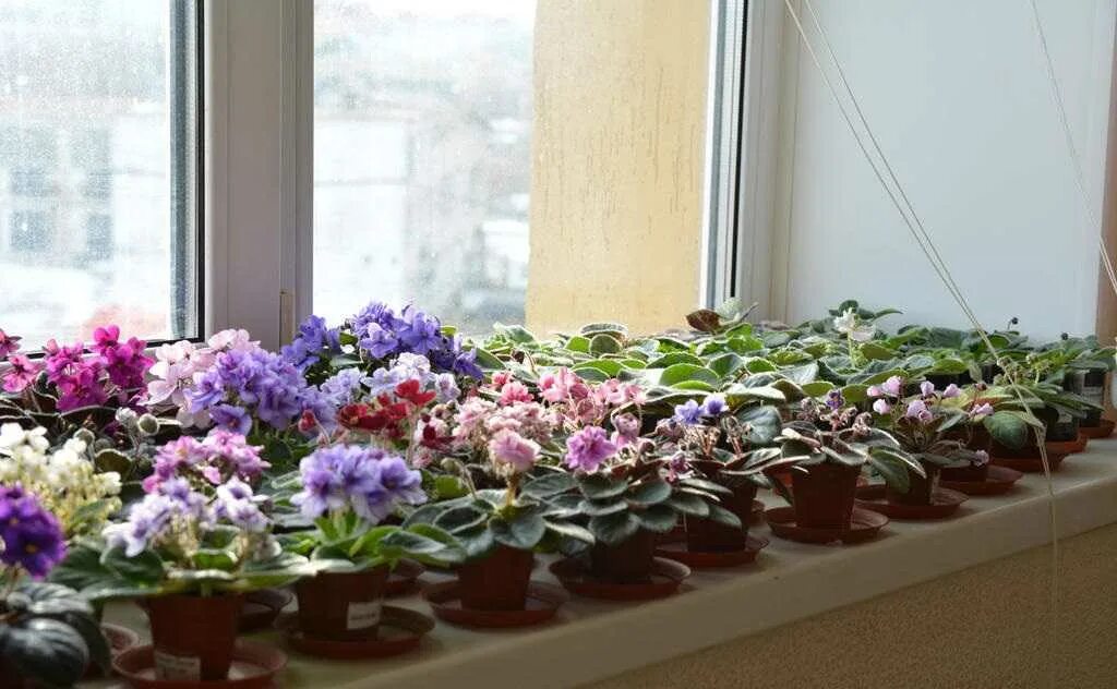 Фиалки в квартире. Фиалка saintpaulia mini. allegro chicory charm фиалка. пересвет у фиалок. узамбарские фиалки на подоконнике.