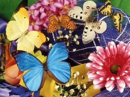 Красивые картинки с цветами и бабочками