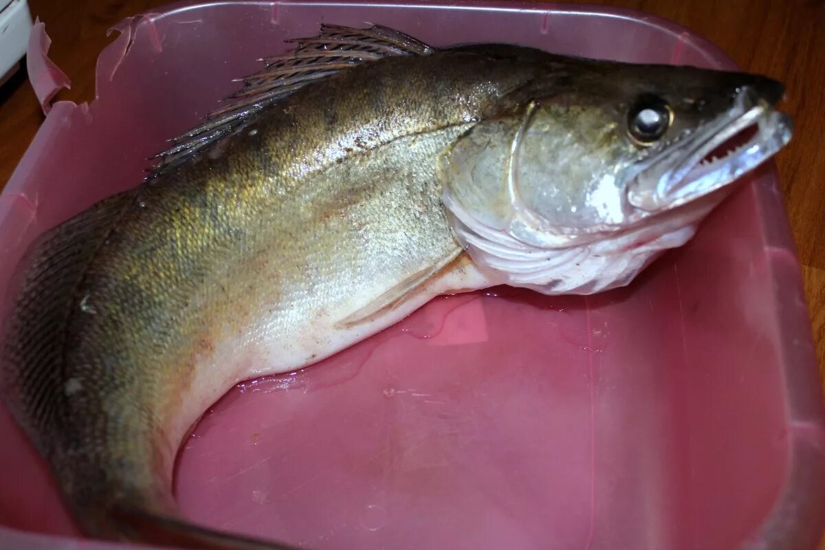 Морской судак (sander marinus). Судак средний. Судак в августе. Голубой светлоперый судак. Судак свежий ладожский.