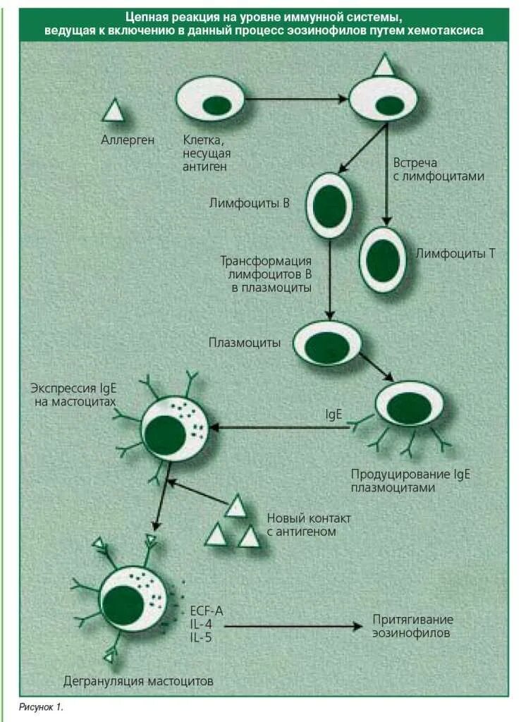 Цепная реакция. Дегрануляция эозинофилов. Механизм дегрануляции эозинофилов. Эозинофилы у собаки завышены. Повышены эозинофилы иммуноглобулин е