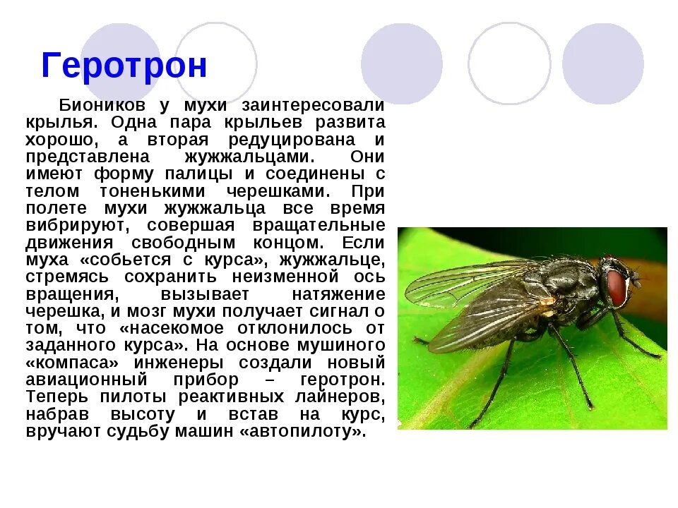 Сколько живут мухи. Жужжальца у двукрылых. Жужжальца у двукрылых насекомых это. Крылья мухи. Полет мухи.