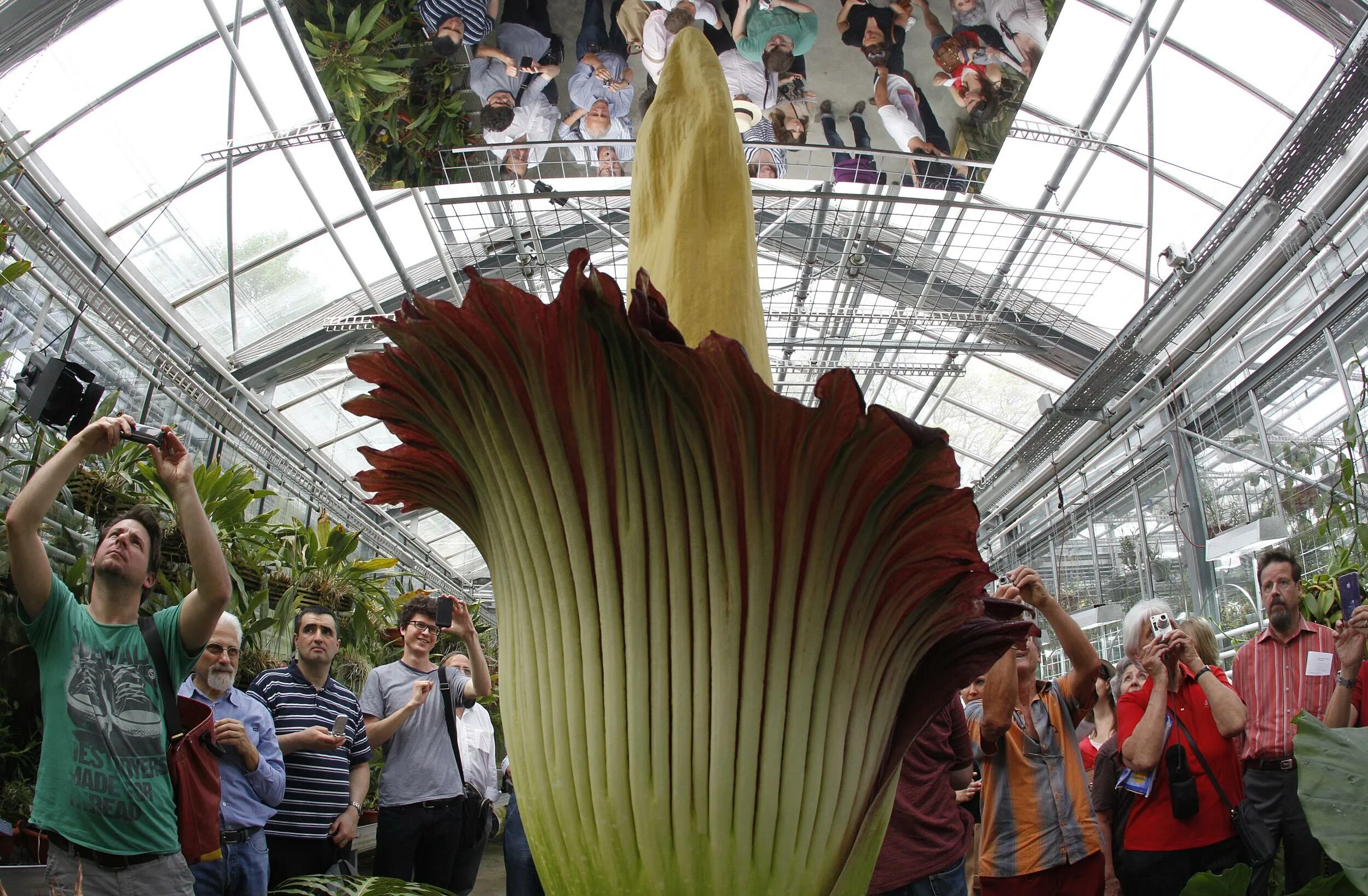 Аморфофаллус титанический. Раффлезия арнольда. Аморфофаллус гигантский. Какой самый большой цвет. Аморфофаллус титаниум.