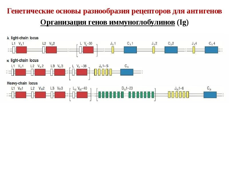 Гены иммуноглобулинов. Реаранжировка генов иммуноглобулинов. Гены иммуноглобулинов иммунология. Основы иммунологии картинки.