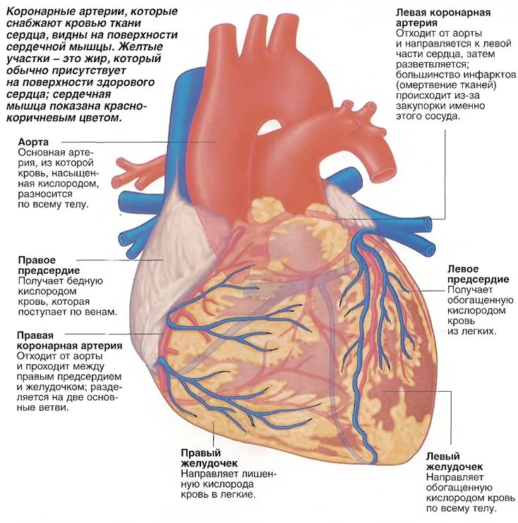 Миокард правого предсердия. Строение сердца, сосуды (артерии и вены). Строение сердца коронарные сосуды. Структура сосудов сердца схема. Анатомия коронарных сосудов сердца строение.