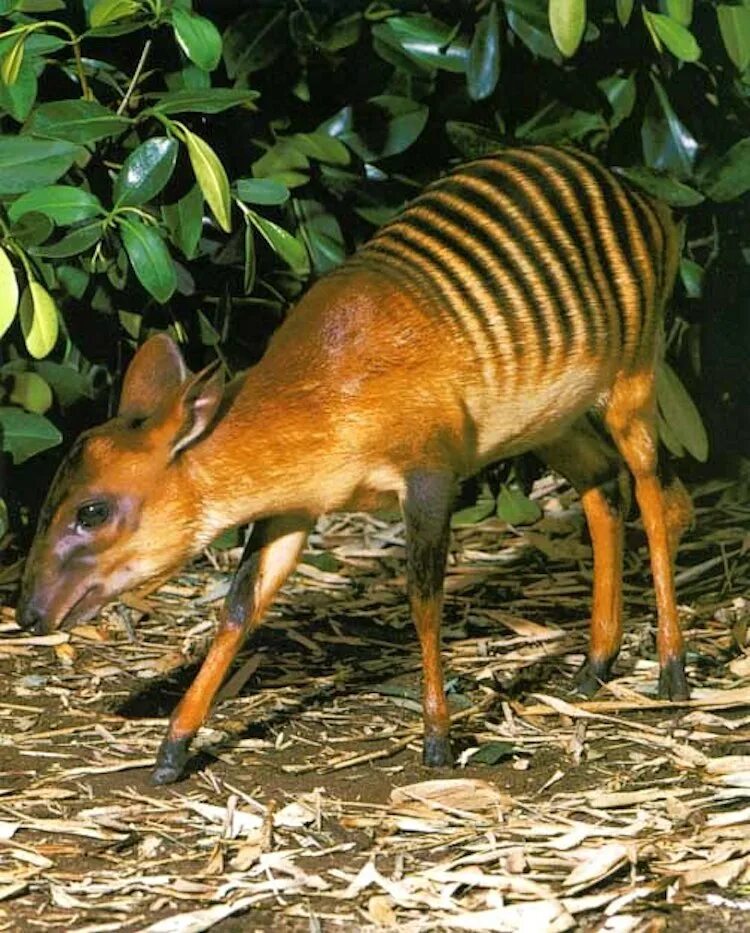 Антилопа Дукер. Зебровый Дукер. Зебровый Дукер (Cephalophus Zebra). Полосатый Дукер.