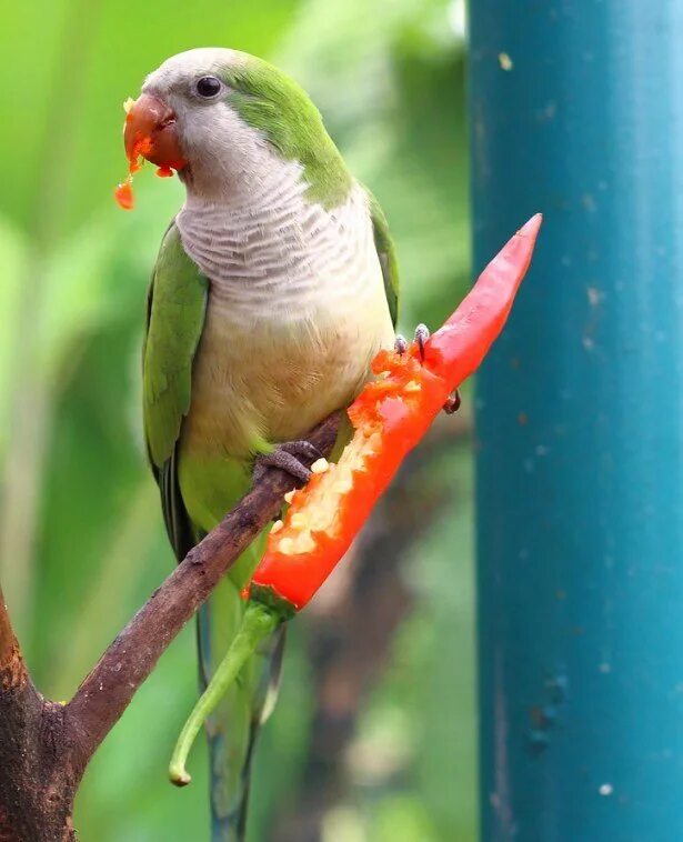 ожереловый попугай. что едят попугаи. каких попугаев едят. солнечный аратинга. что едят попугаи.