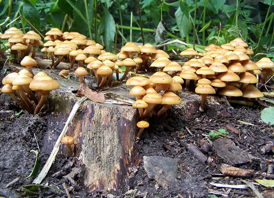 Грибы на пнях. Грибы на пнях съедобные. Желтые грибы на пне. Пеньковые грибы съедобные. Грибы на пеньках.