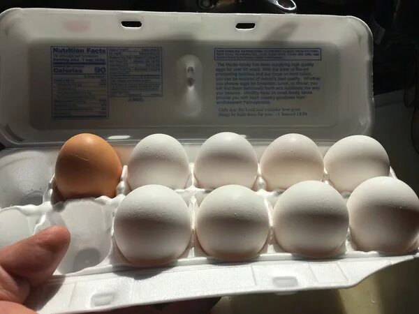 Мужские яйца цена сколько. Макет яиц человеческих.