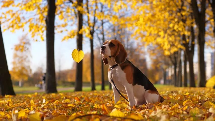 Fall around. Dog in leaves.