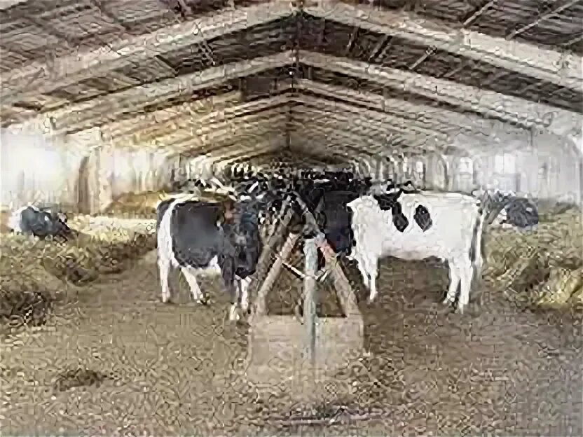 Телятница с телятами. Скотник на ферме. Скотник фермерское хозяйству. Работник фермы. Жена доярка.