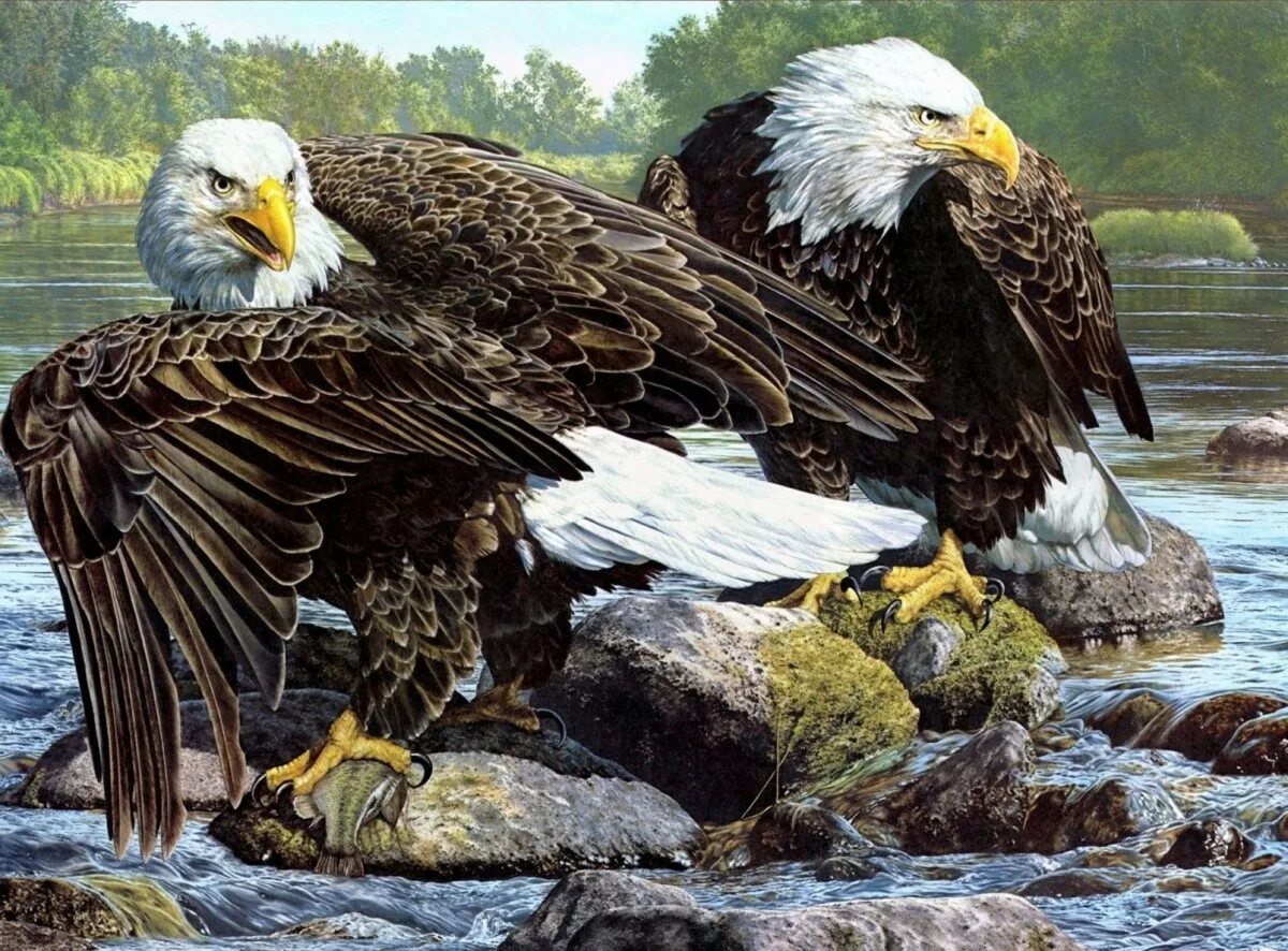 African crowned eagle. Орли африканские. Орлан-белохвост белоголовый. Беркут и белоголовый орлан. Гордая птица-орел.