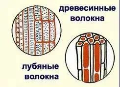 Древесинные волокна ткань