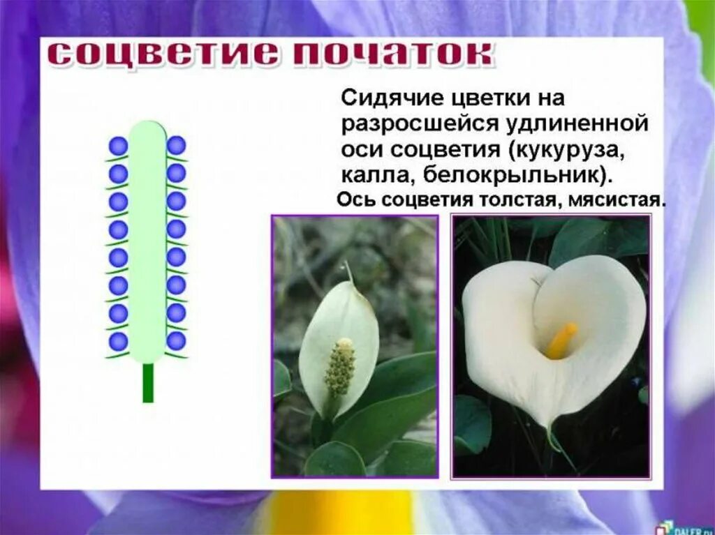 Простой початок. Соцветия. Соцветие початок. Простые соцветия початок. Цветы с соцветием початок.