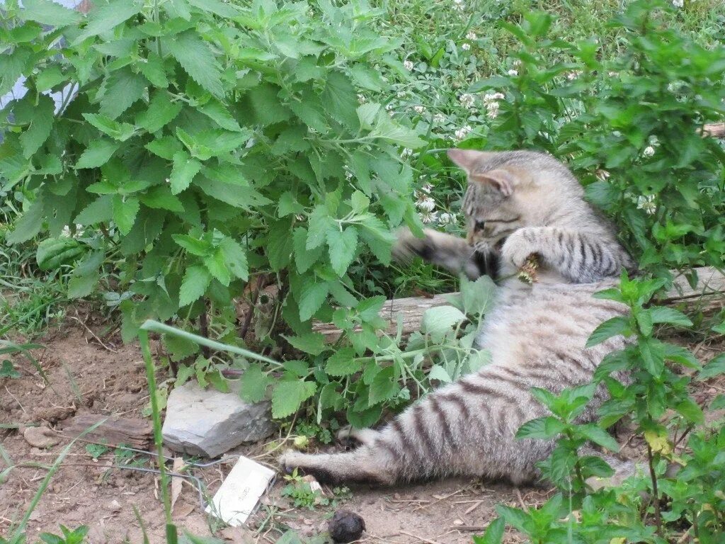 А мы пахнем кошачьей мятой и листвой. Кошачья мята и валерьянка. Котовник кошачий куст. Кошачья мята куст. Валерьянка Кошачья трава.