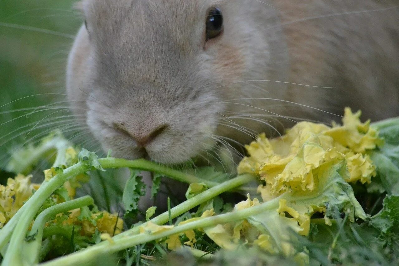 Можно ли кроликам клубнику. Еда для кроликов. Что едят кролики. Кормовой кролик. Еда для кроликов декоративных.